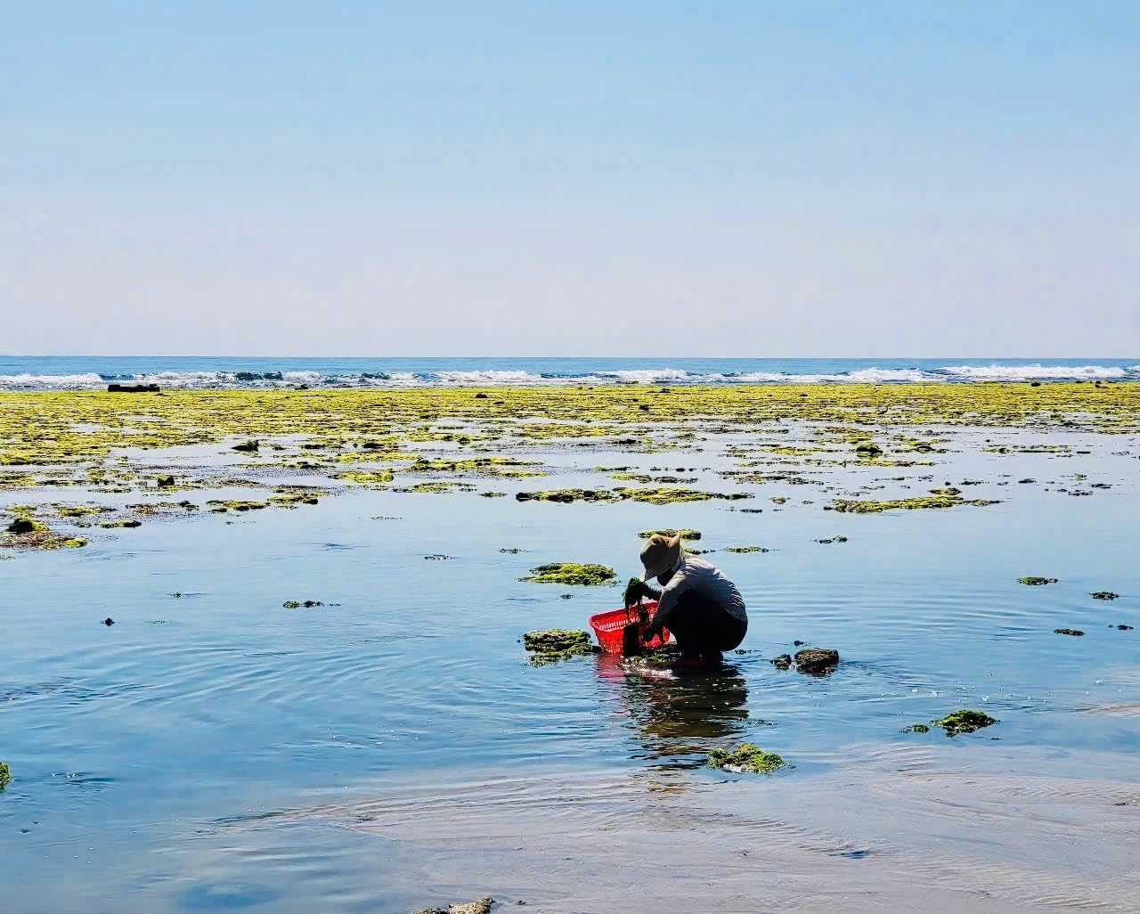 Bãi rong xã Phước Dinh vào mùa đẹp nhất - Báo Khánh Hòa