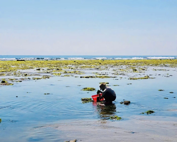 Bãi rong xã Phước Dinh vào mùa đẹp nhất 