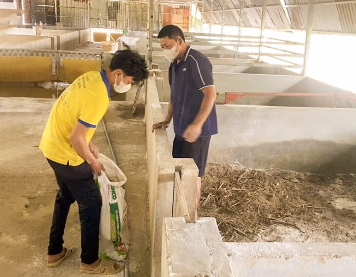 Dịch tả lợn châu Phi tại xã Phước Dinh: Tập trung khống chế không để dịch lây lan