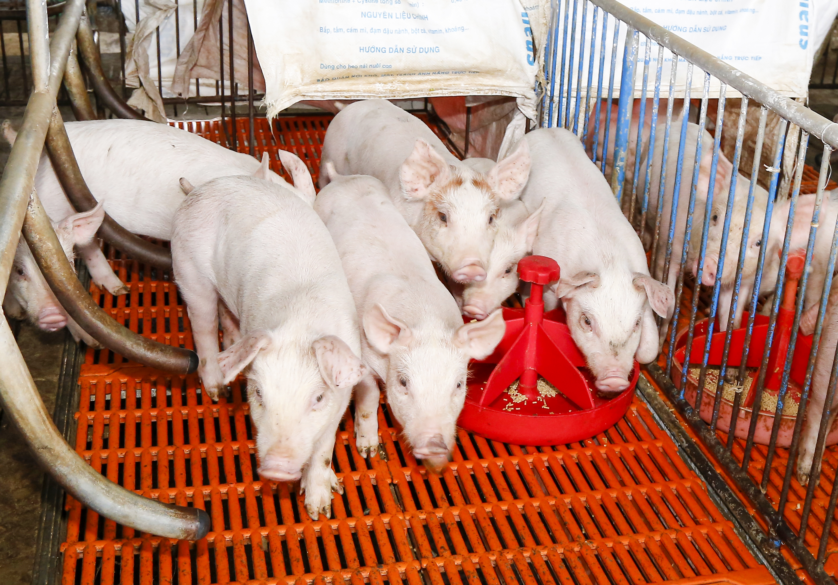 Quý I, tổng đàn heo tăng mạnh