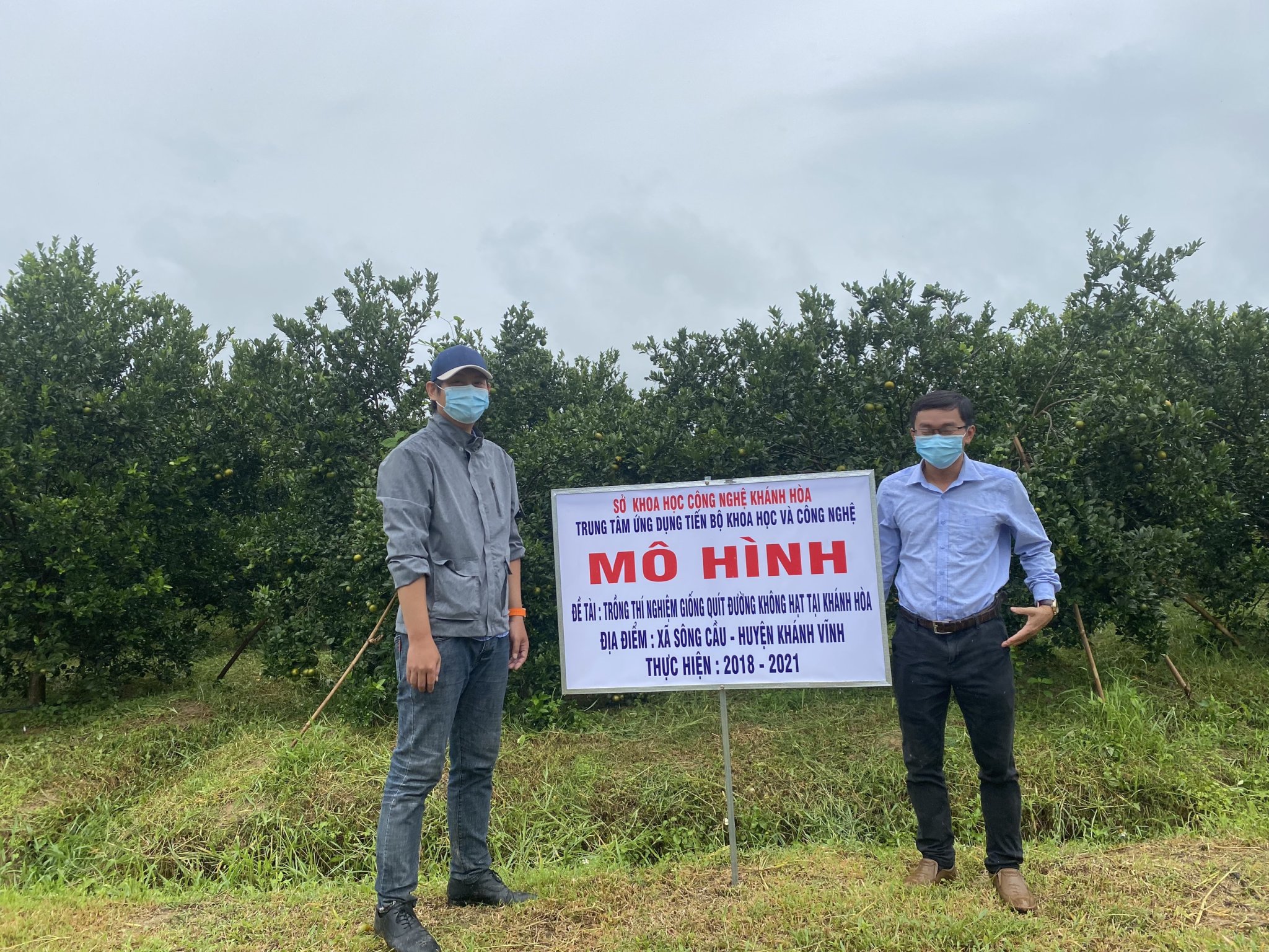 Trồng thử nghiệm giống quýt đường không hạt 