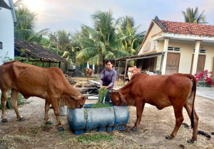  Hội Liên hiệp Phụ nữ thị xã Ninh Hòa: Hỗ trợ hội viên phát triển kinh tế