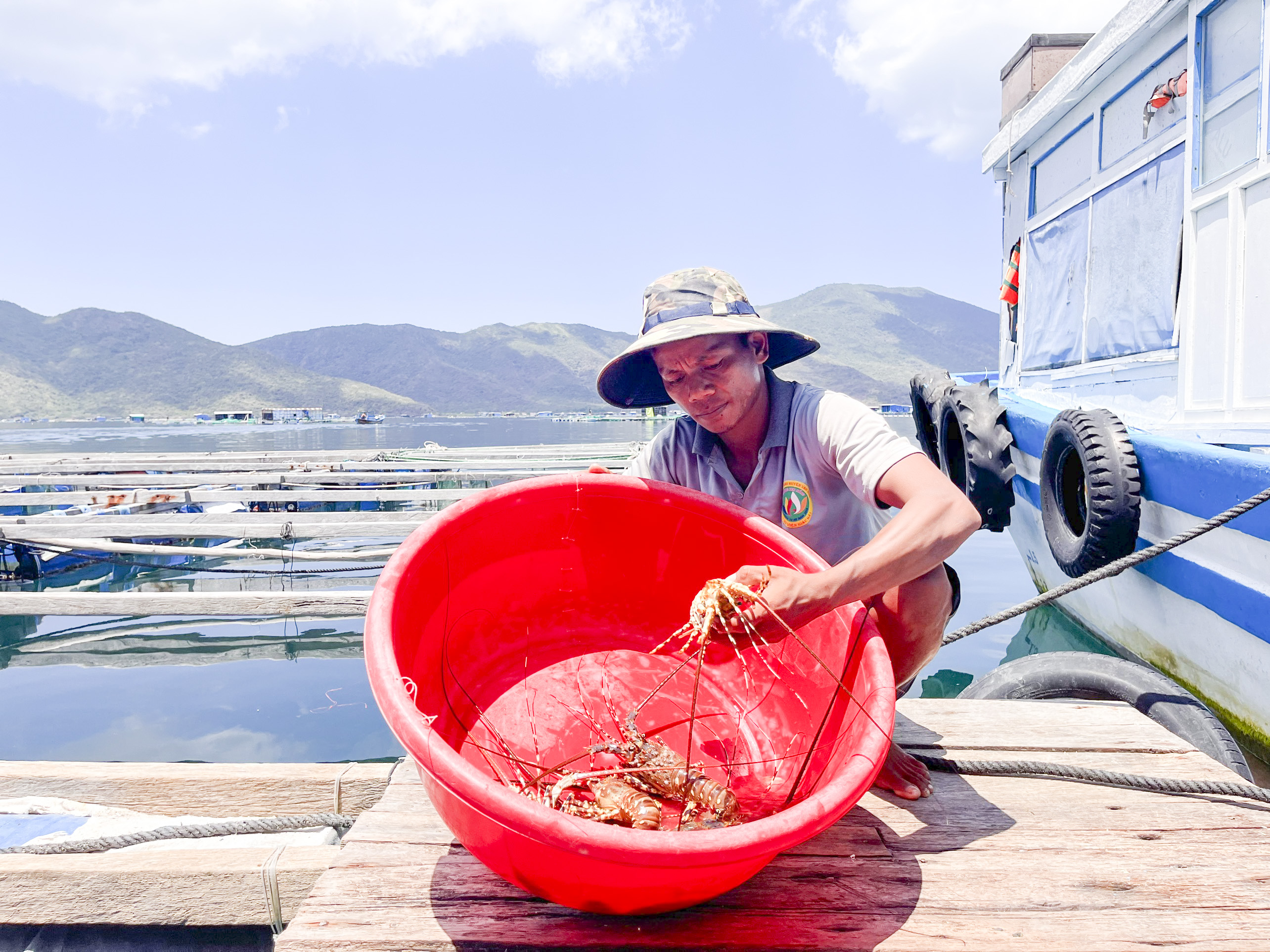 Khảo sát tìm nguyên nhân tôm hùm bông chết bất thường tại Vạn Ninh 