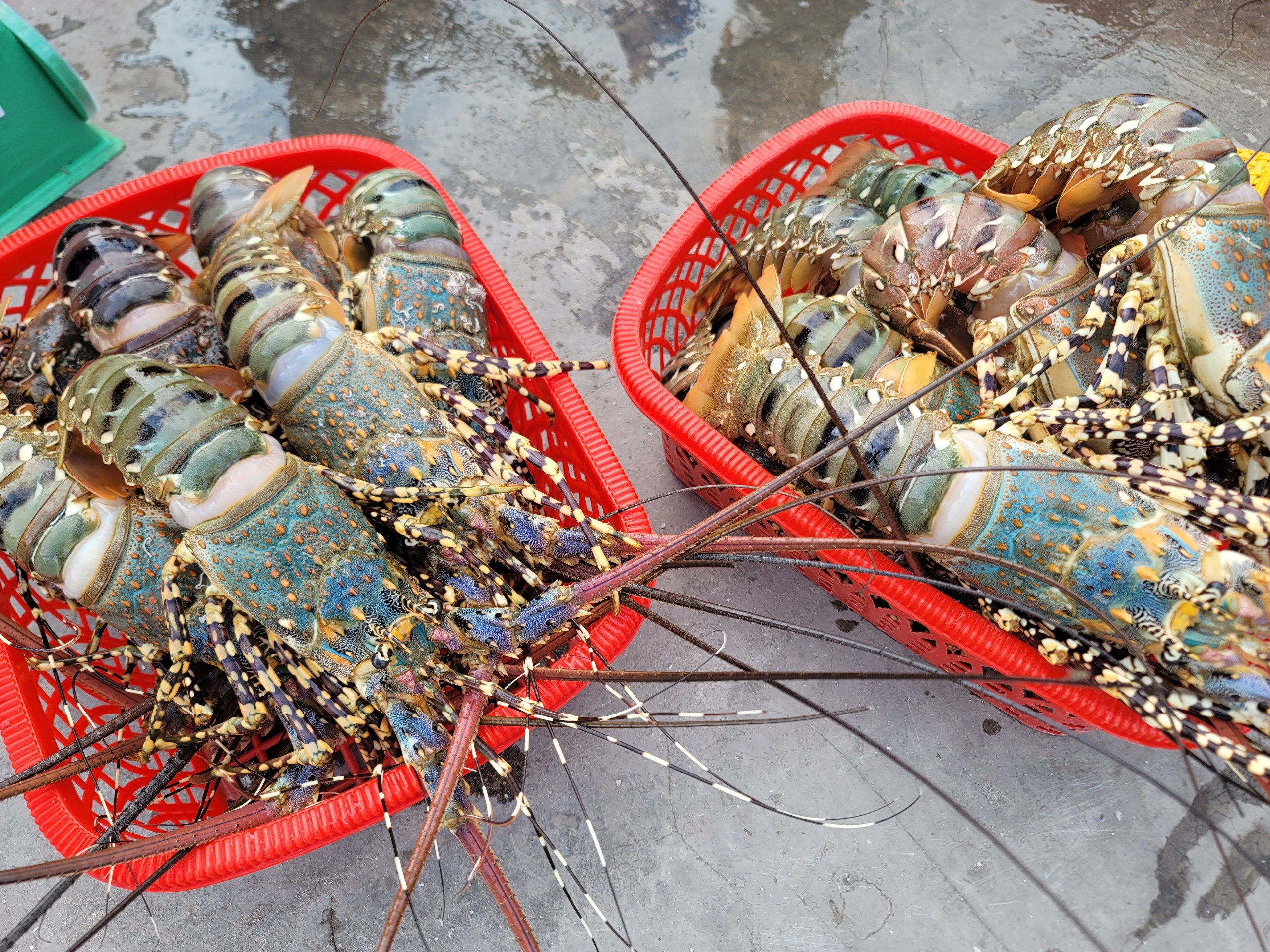 Vạn Ninh: Tôm hùm chết nhiều chưa rõ nguyên nhân