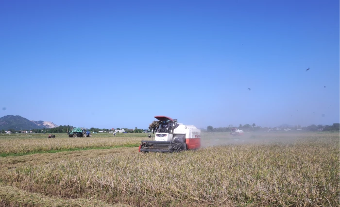 ​​​​​​​Vụ lúa đông xuân: Niềm vui chưa trọn