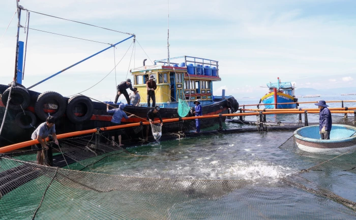 Gỡ khó để nhân rộng nuôi biển công nghệ cao
