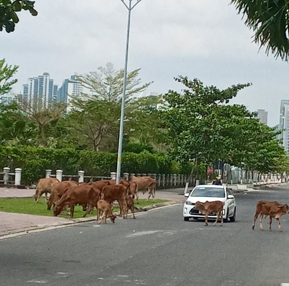 Phường Vĩnh Hòa: Khẩn trương xử lý tình trạng bò thả rông làm hư hại thảm cỏ