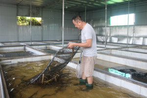Thu nhập cao từ mô hình nuôi lươn không bùn