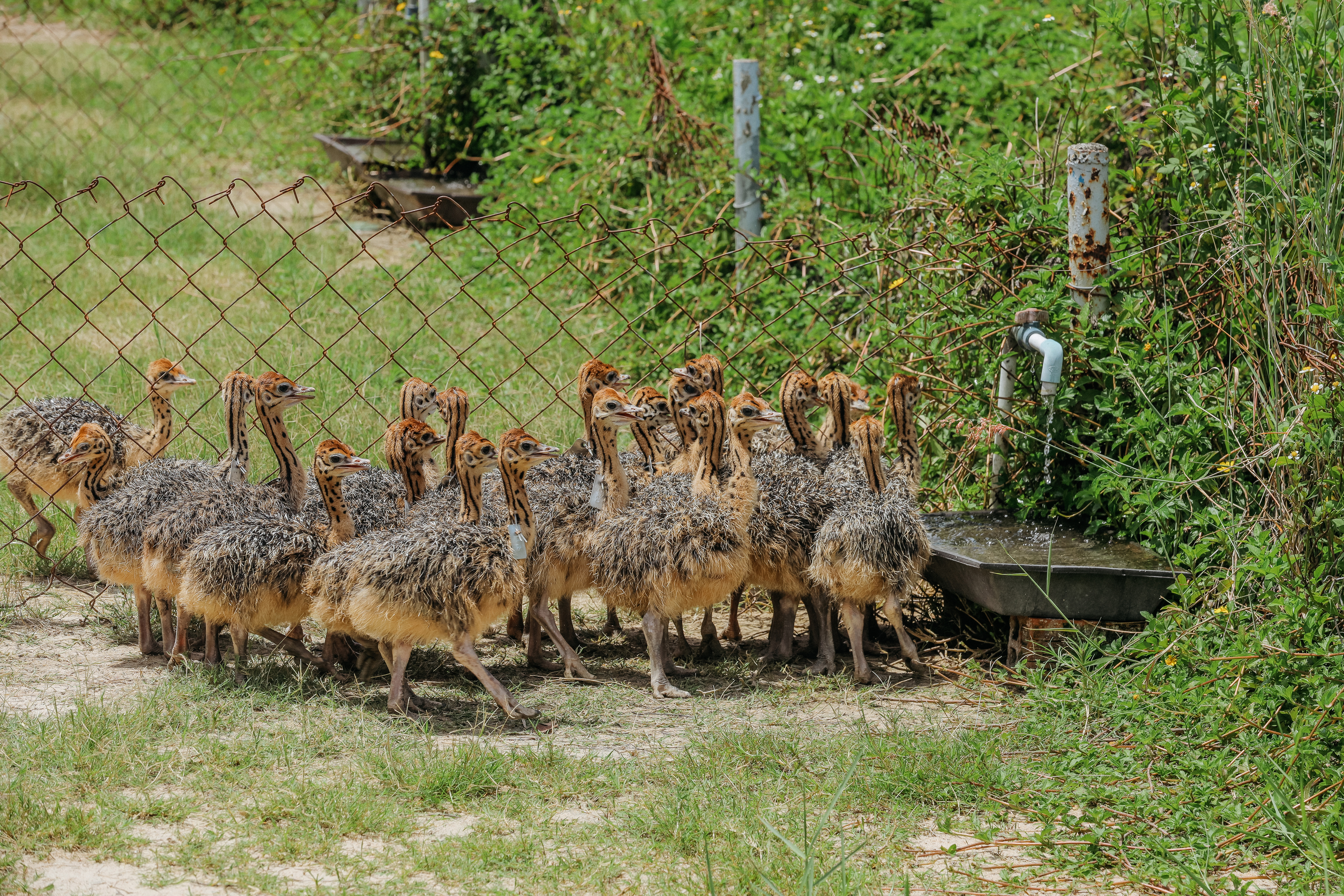 Trung tâm giống đà điểu lớn nhất nước