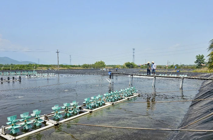 Nuôi trồng thủy sản mùa nắng nóng: Chủ động các giải pháp kỹ thuật để duy trì hiệu quả