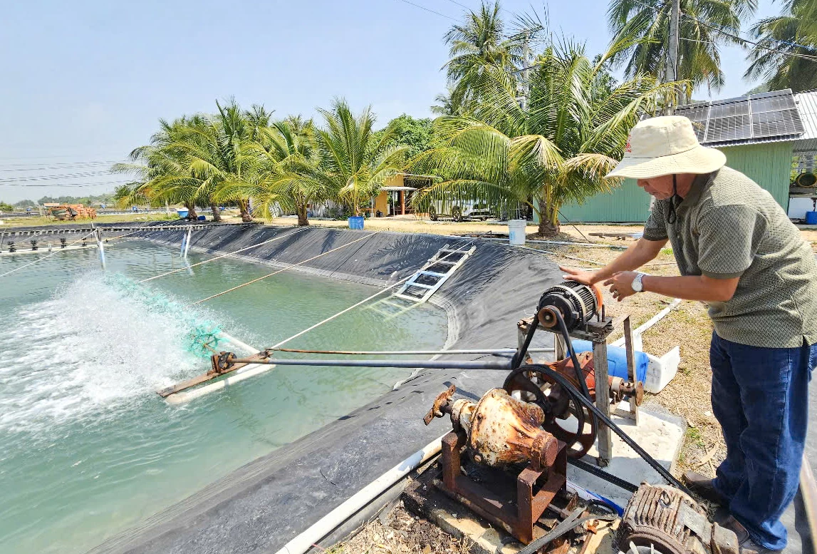 Ứng dụng động cơ không chổi than giúp tiết giảm chi phí điện năng trong nuôi tôm