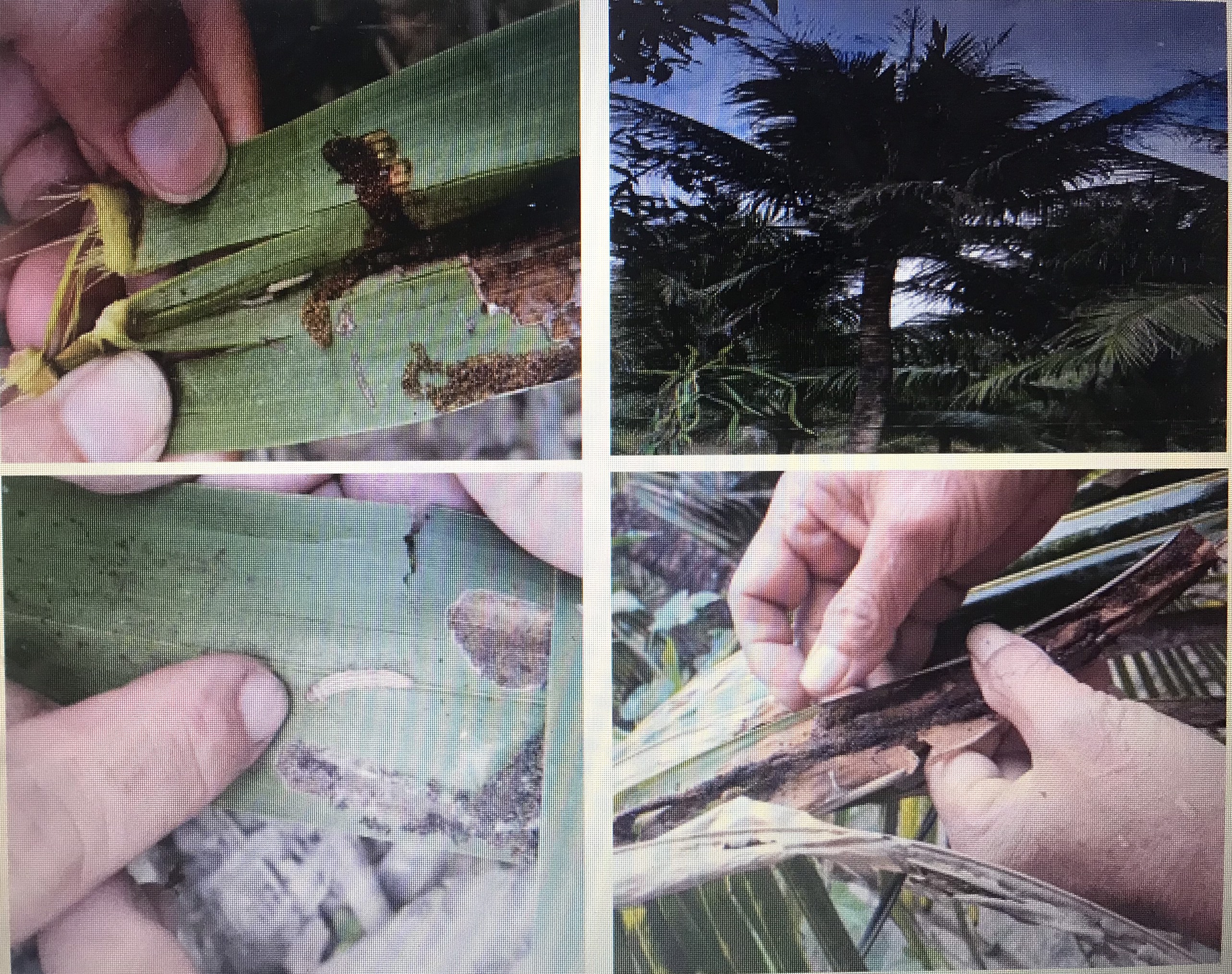 Diên Khánh: Phát hiện 5ha dừa bị sâu đầu đen gây hại