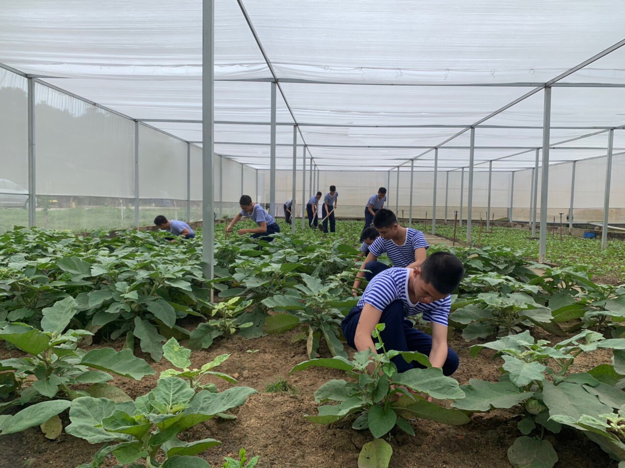 Màu xanh trên vùng cát trắng