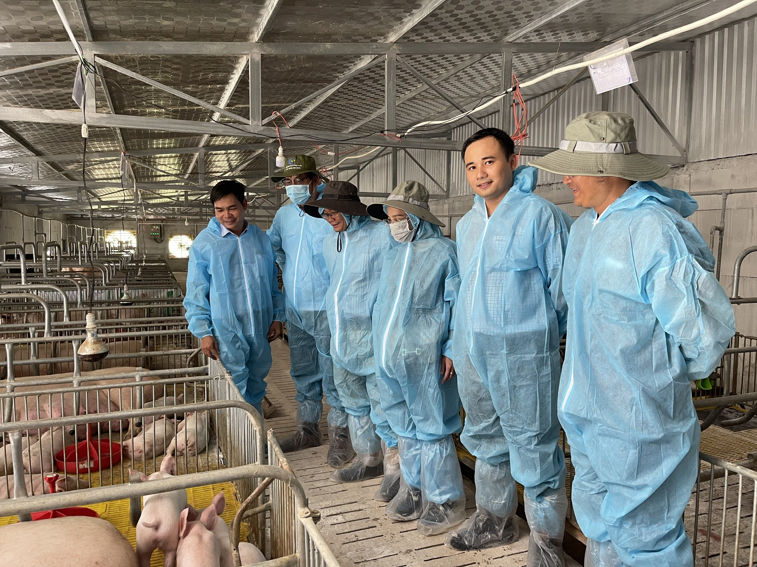 Chọn giống heo hạt nhân bằng công nghệ di truyền