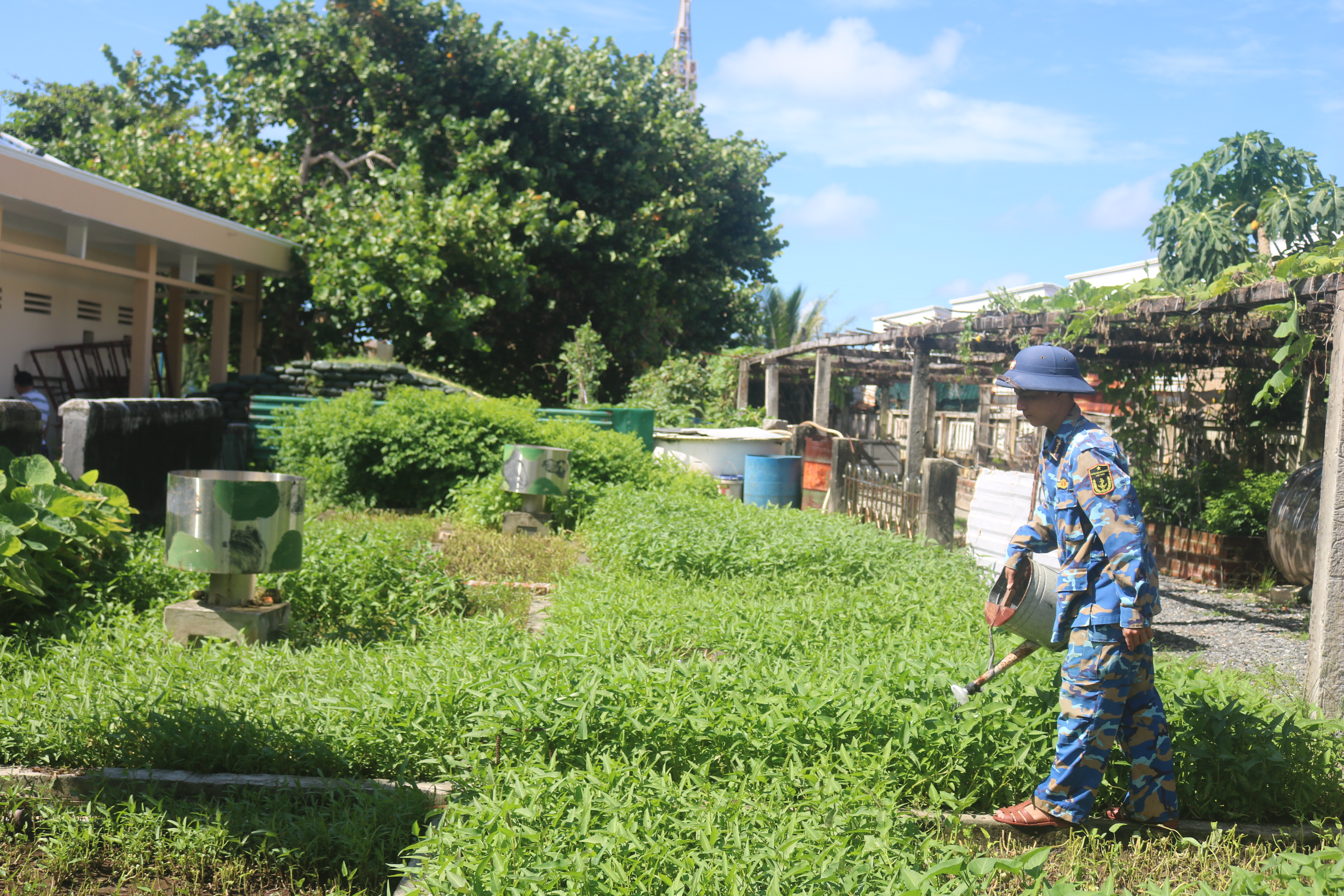 Xanh mát những vườn rau ở Trường Sa