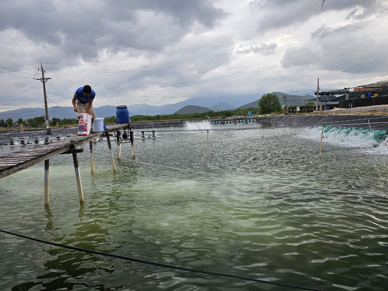 Hướng đi triển vọng cho nuôi tôm thẻ chân trắng