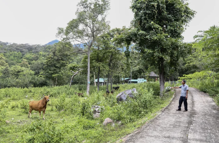 Vườn Quốc gia Núi Chúa - Phước Bình: Mong tiếp tục bảo tồn phát triển nguồn gen bò tót lai