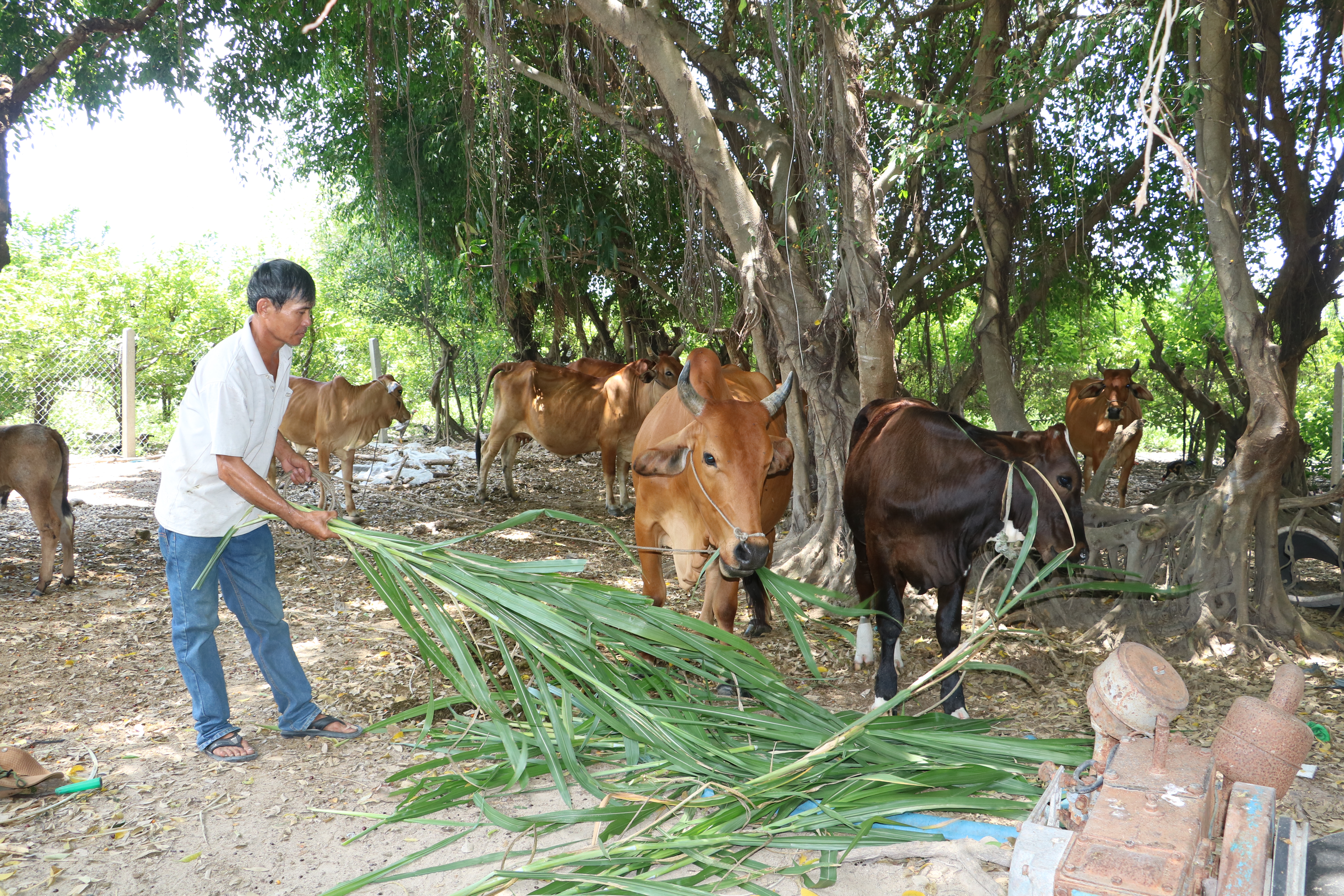 Phát huy hiệu quả nguồn vốn chính sách