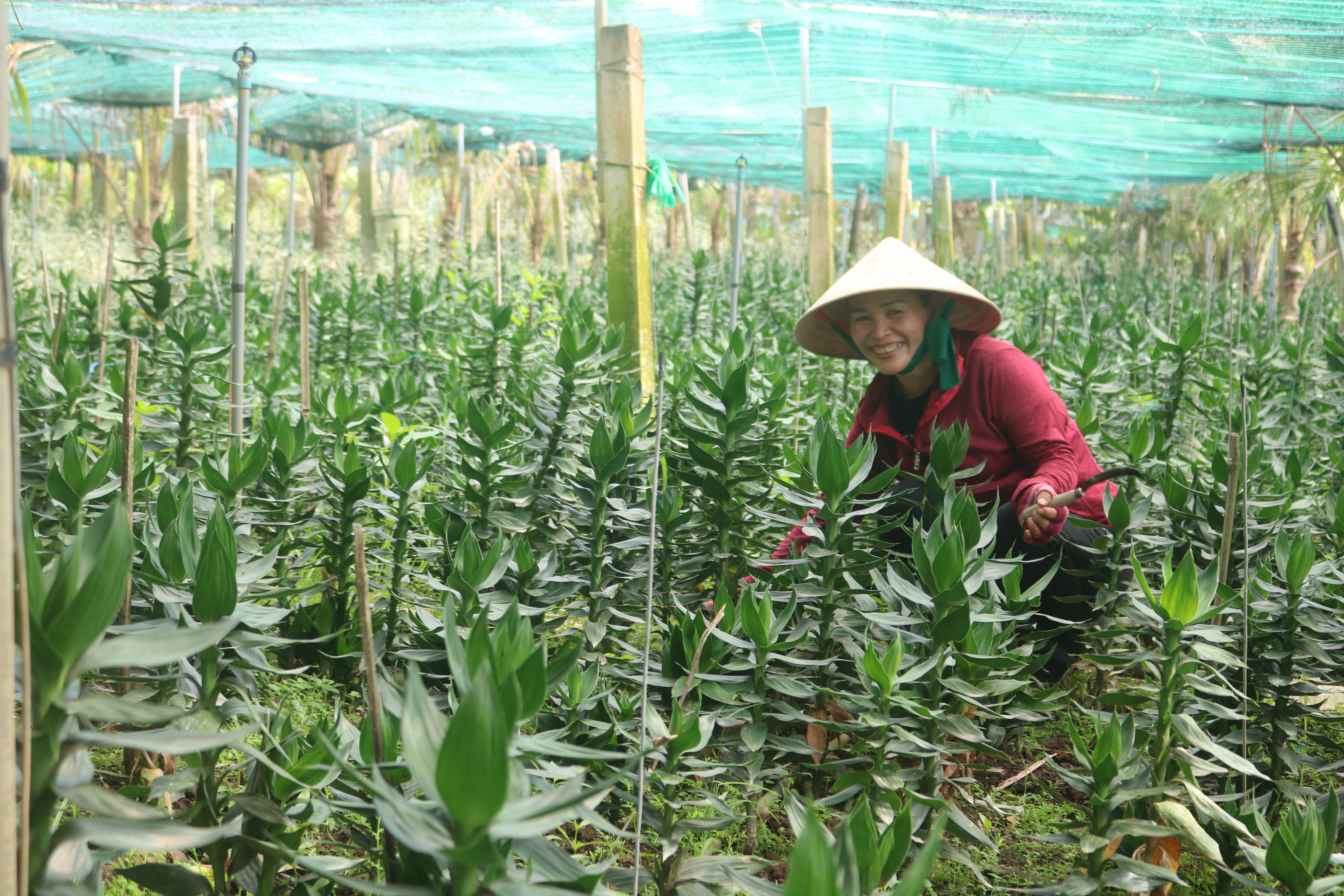 Trồng cây phát tài búp sen: Thu nhập ổn định