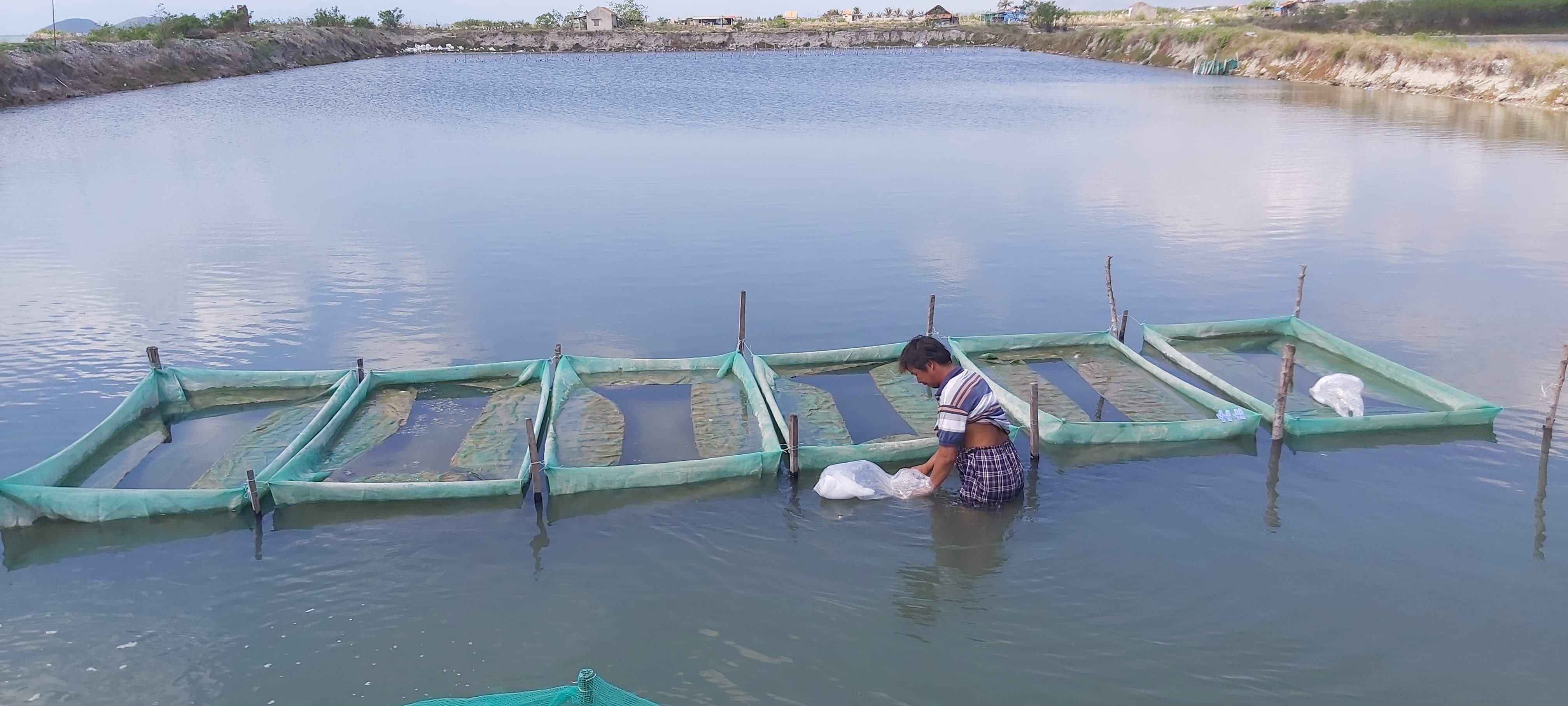 Hướng nuôi mới để nâng cao năng suất ốc nhảy