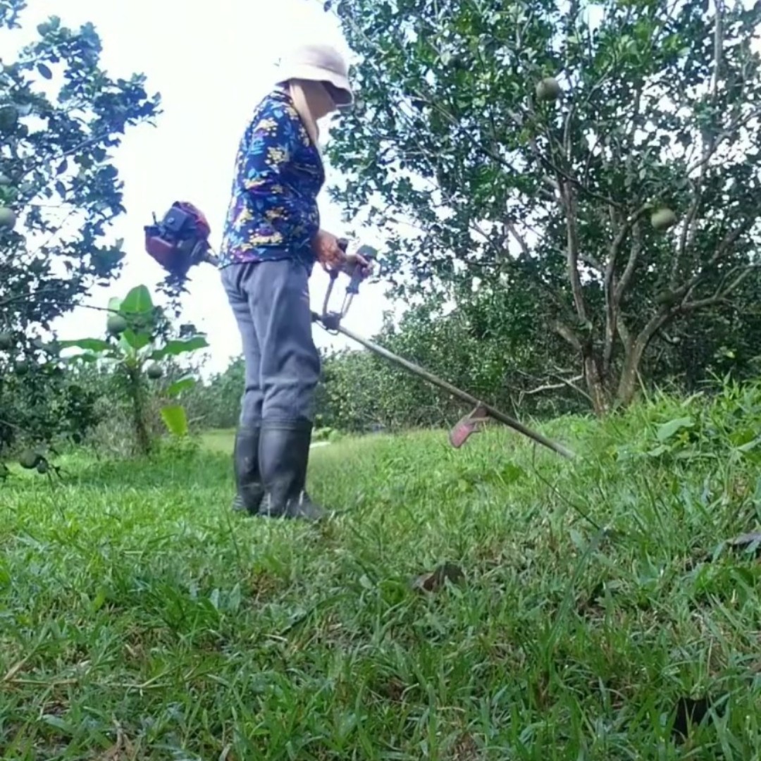 Khánh Vĩnh: Chủ động phòng, chống sâu bệnh trên cây bưởi