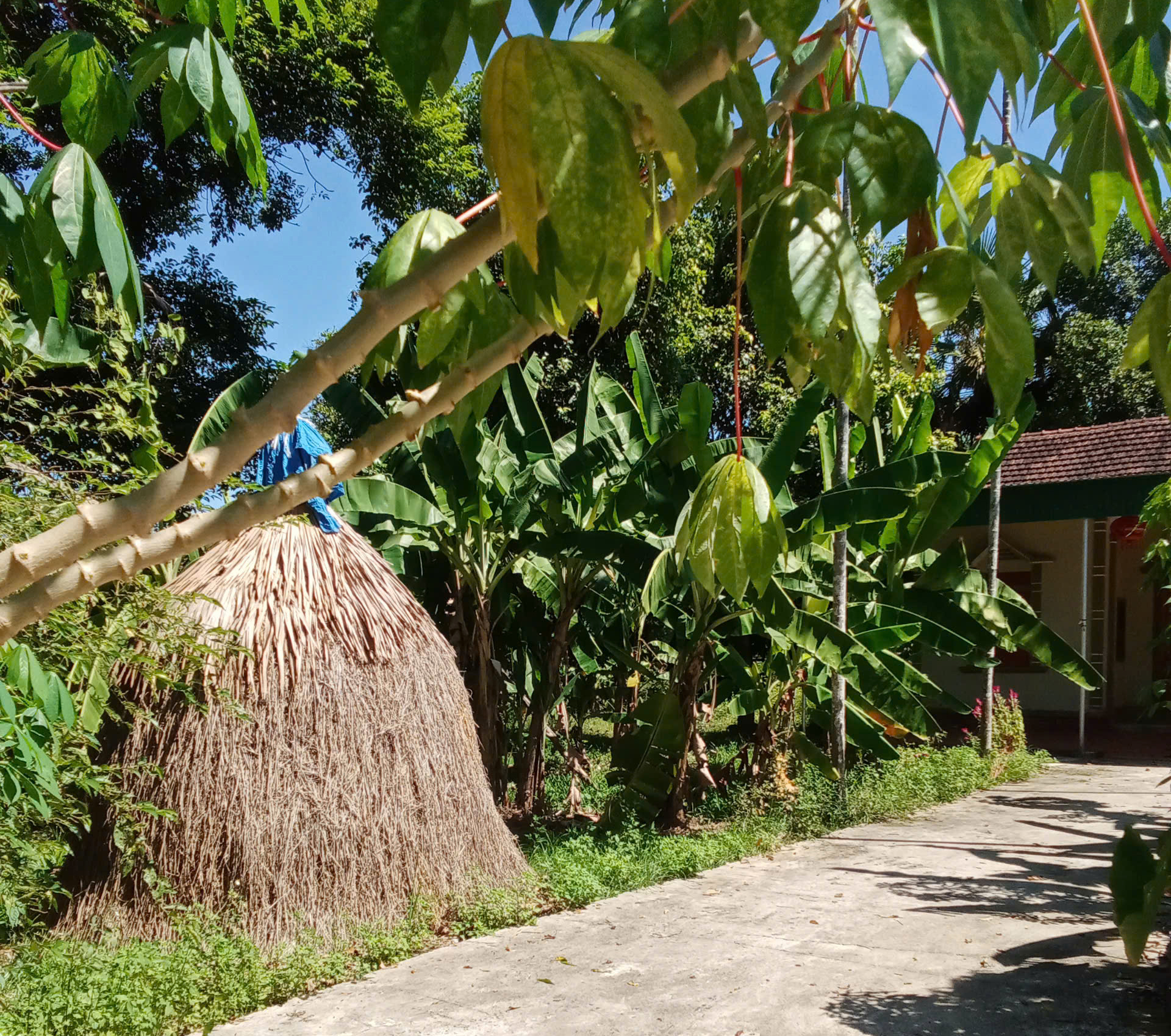 Cây rơm tuổi thơ