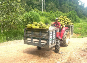 Khánh Sơn: Hướng đến phát triển nông nghiệp hữu cơ