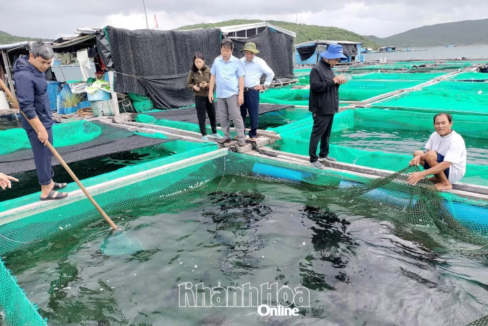 Tiềm năng nuôi cá tai bồ 