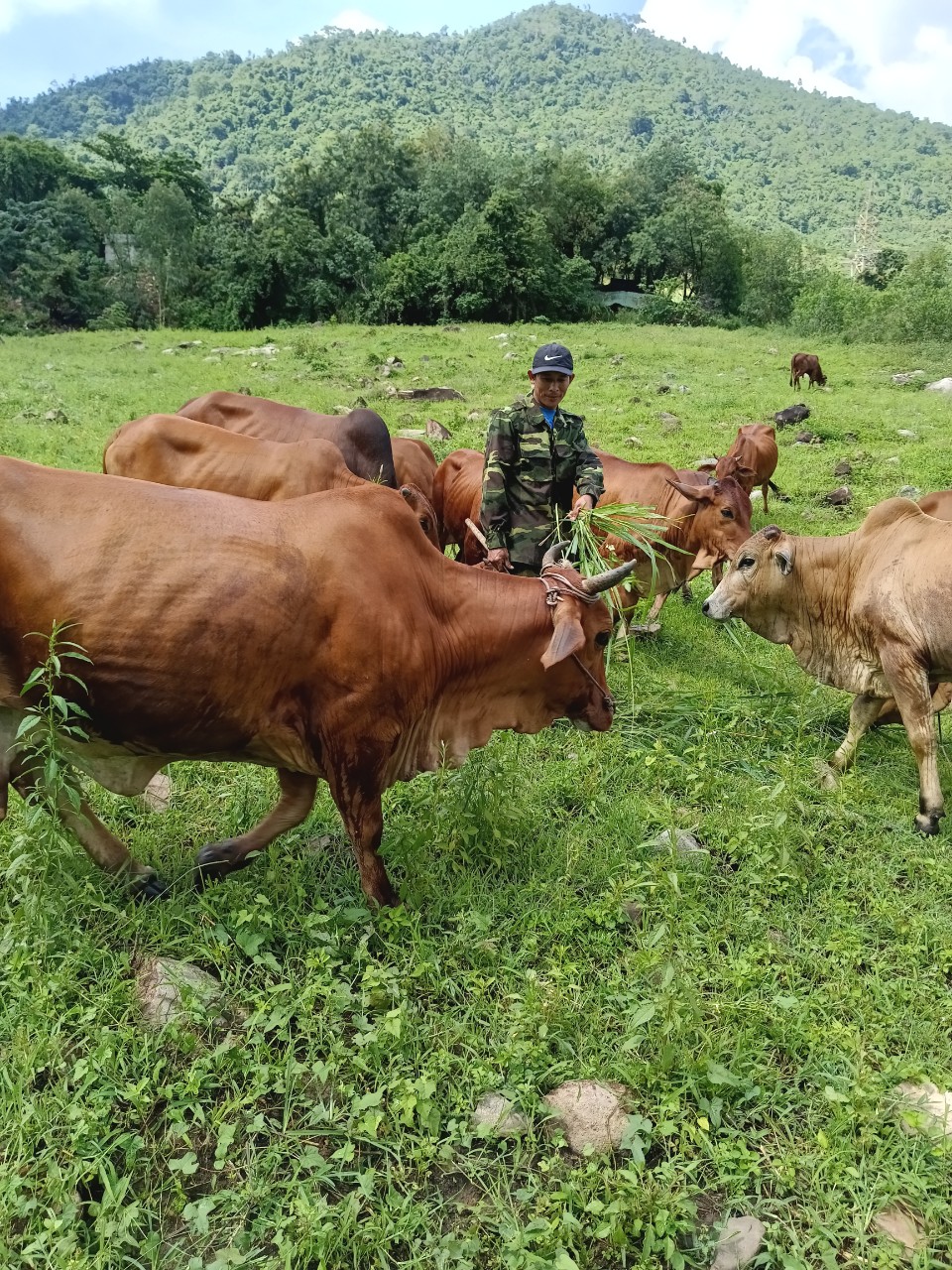Ninh Hòa: Vốn chính sách tiếp sức hộ dân vùng khó khăn