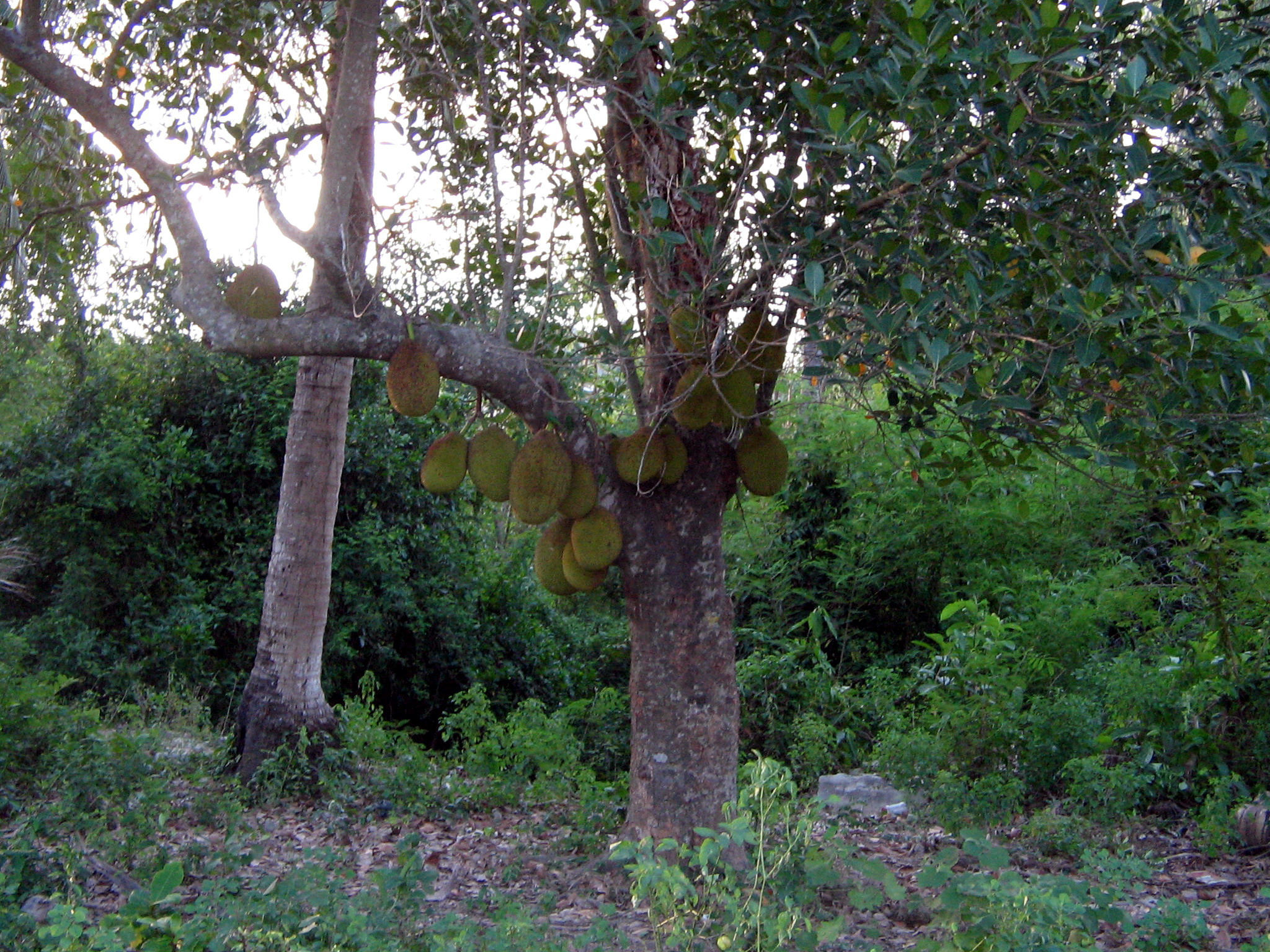 Nhớ mùa mít ngày xưa