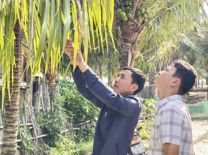 Xã Đại Lãnh: Tập trung xử lý sâu bệnh để giữ thương hiệu dừa xiêm Tuần Lễ
