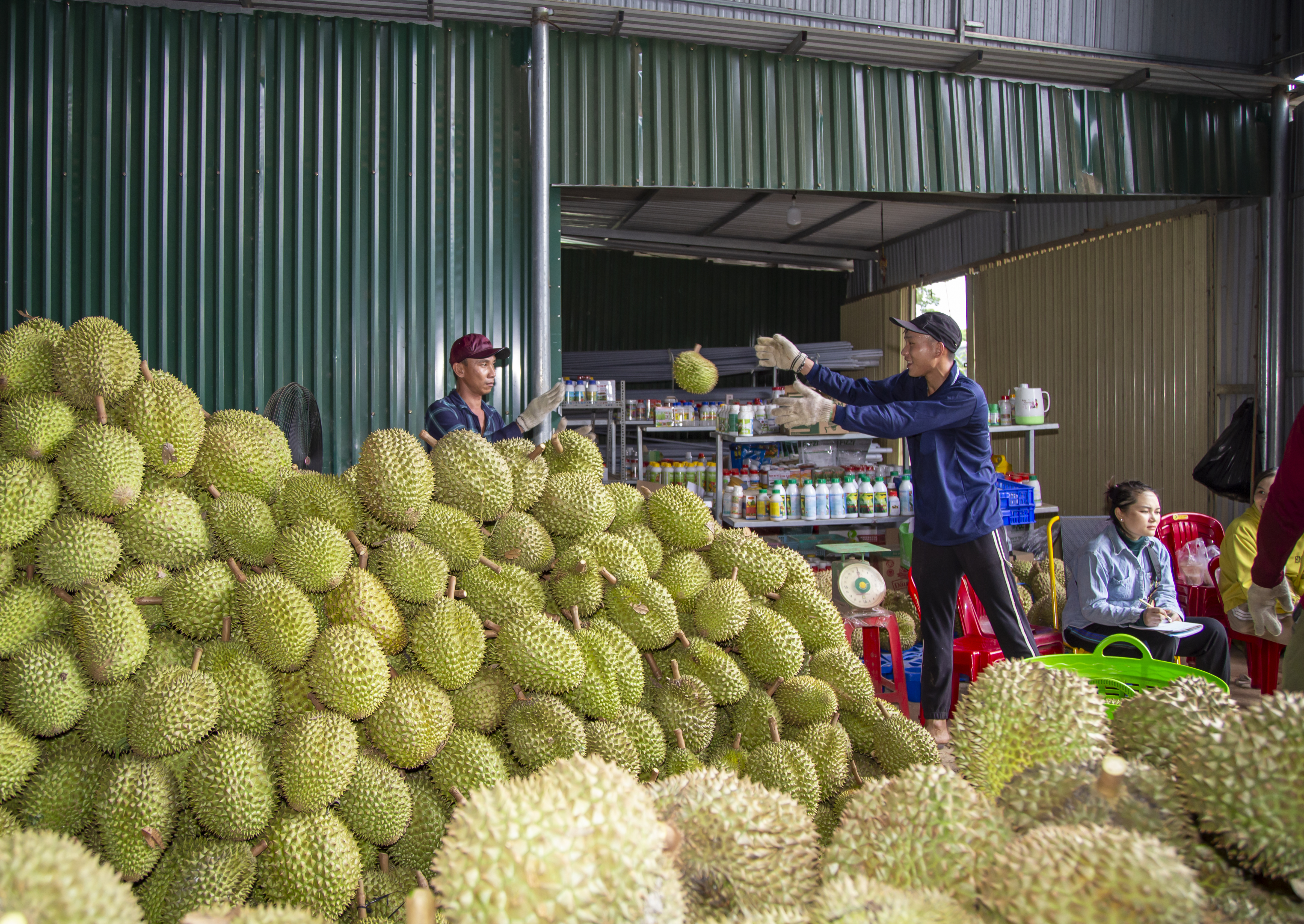 Diện tích cây ăn quả toàn tỉnh tăng