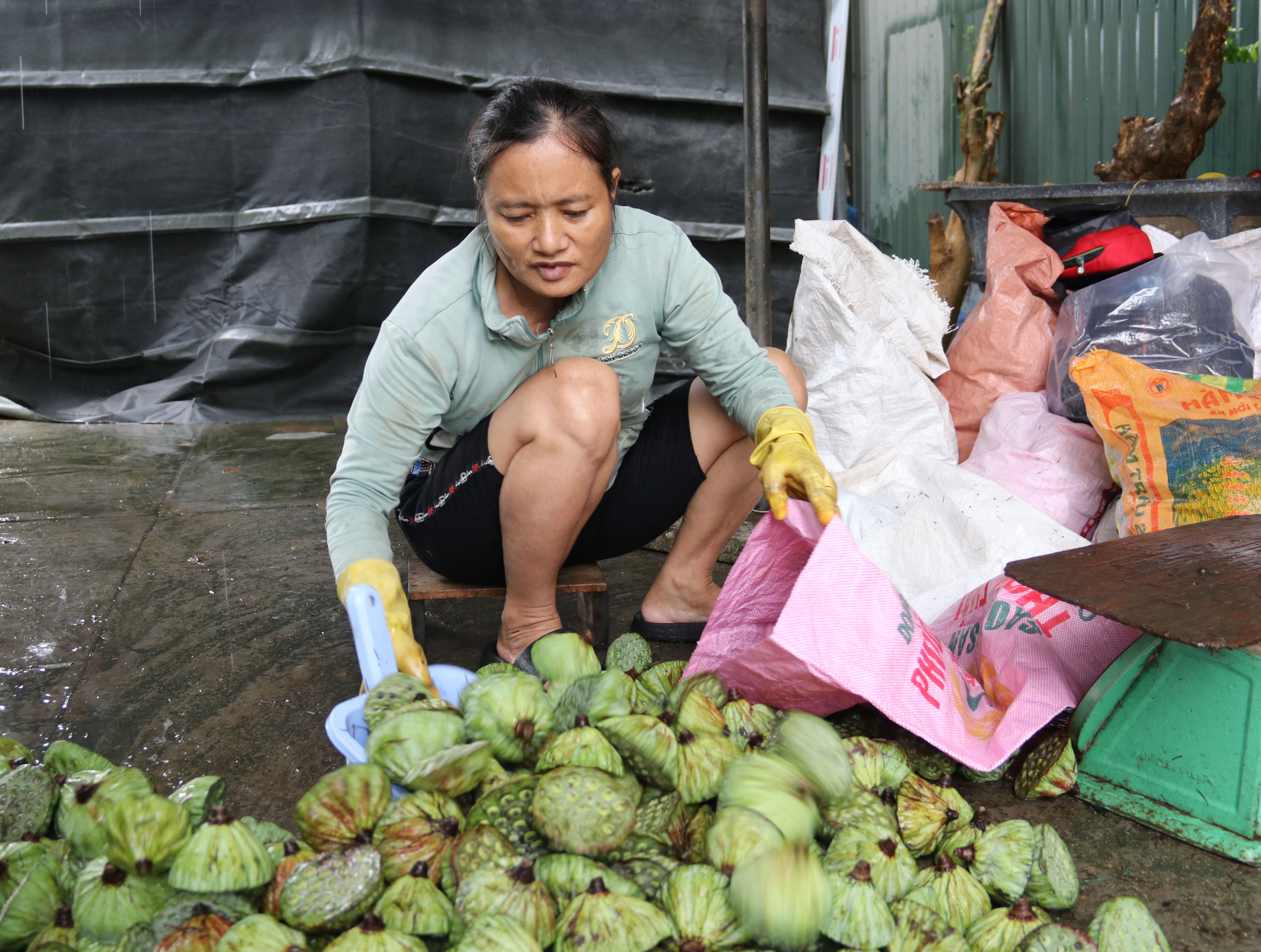 Thêm thu nhập với nghề bóc vỏ hạt sen