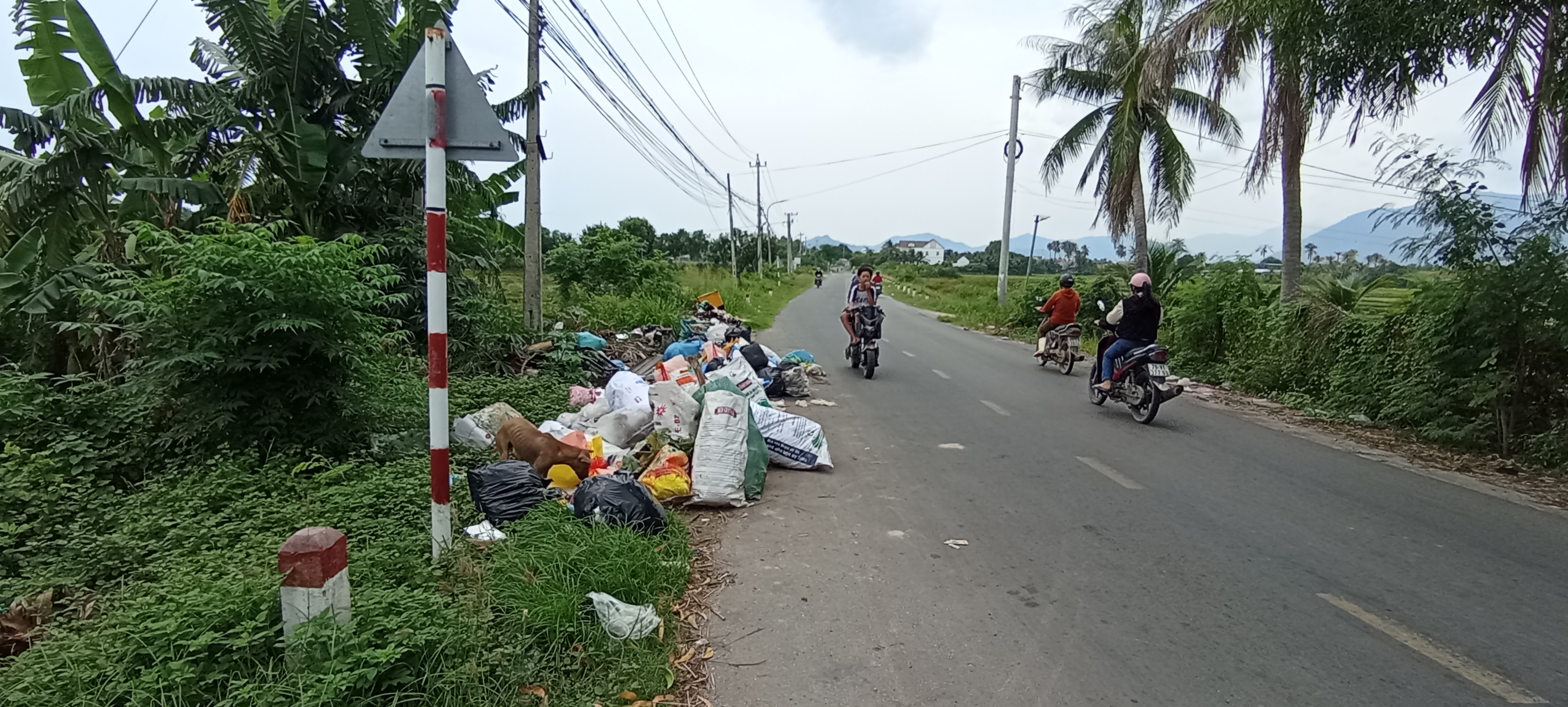 Bỏ rác bừa bãi bên đường