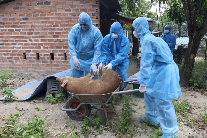 Không để dịch tả heo châu Phi lây lan diện rộng