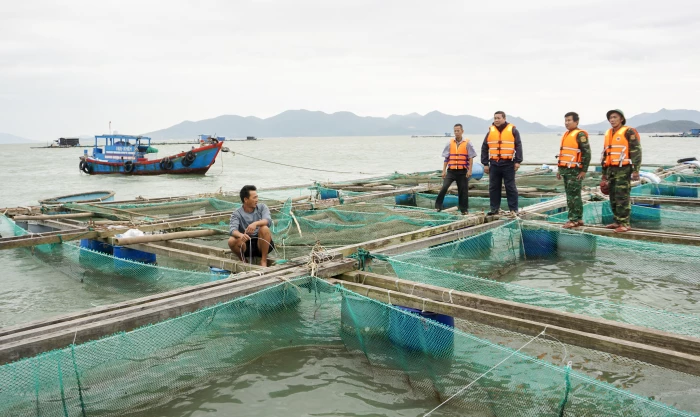 Thu hoạch thủy sản, gia cố lồng bè "chạy bão"