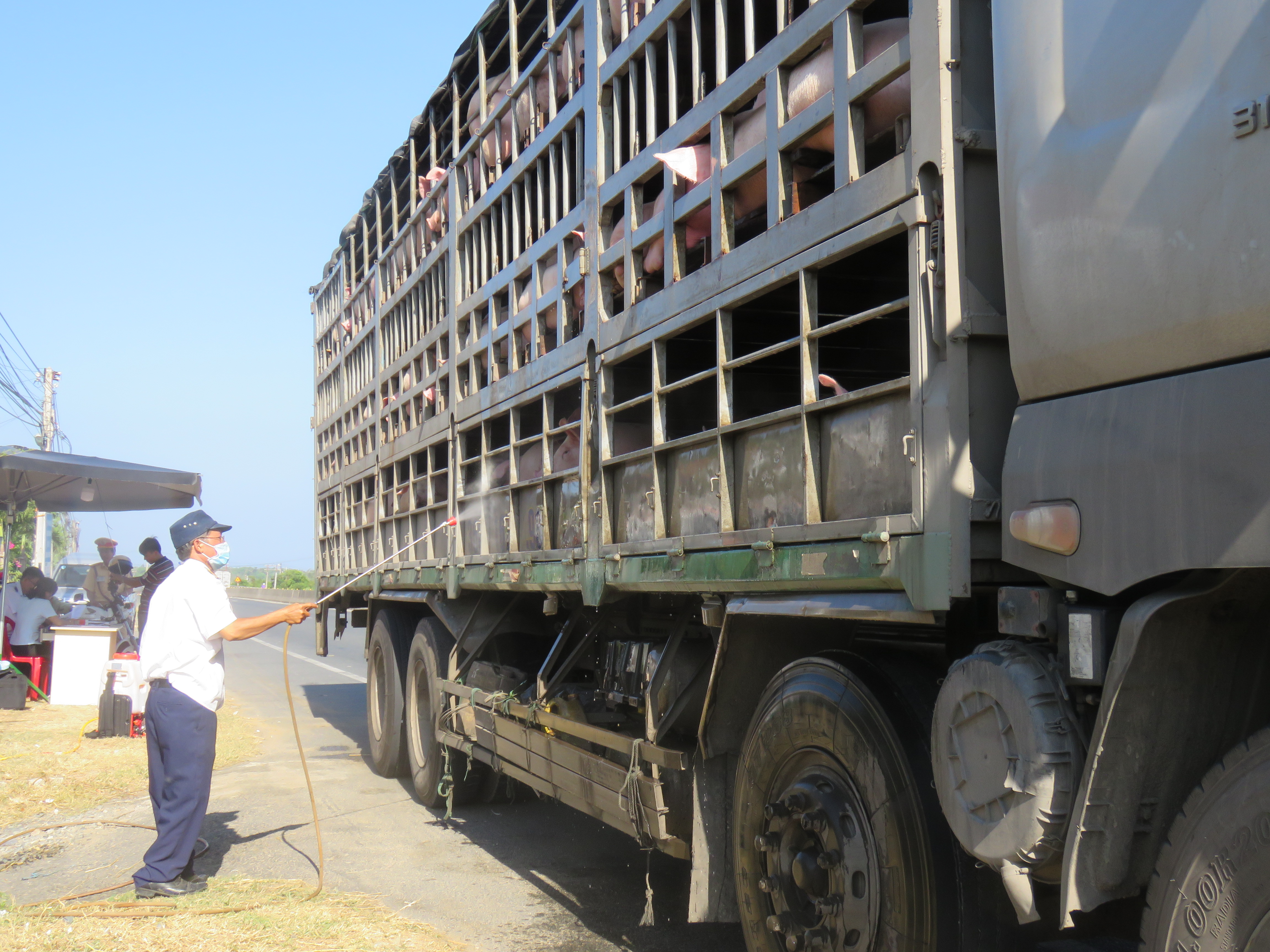 Quyết liệt phòng, chống bệnh dịch tả heo Châu Phi