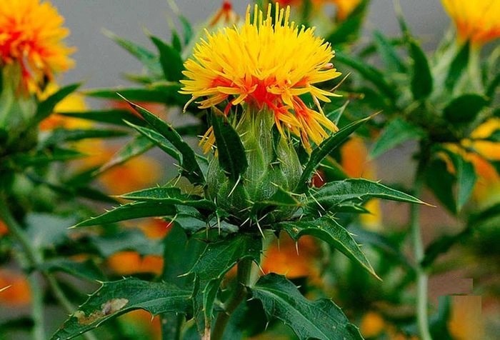 Hồng hoa còn gọi là cây rum, tên khoa học là Carthamus tinctorius L. thuộc họ Cúc Asteraceae.