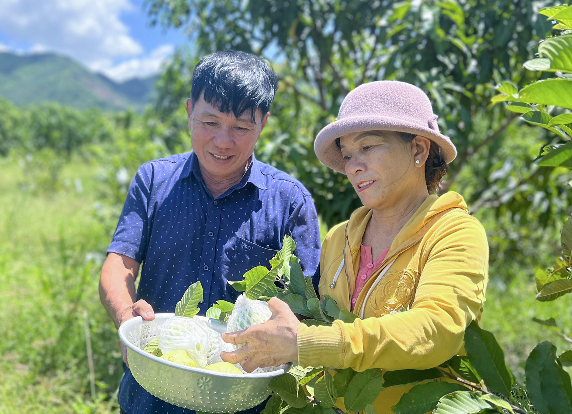 Nông dân Việt Nam xuất sắc năm 2023 Nguyễn Tiến Cường (bên trái) 
ở xã Ninh Thượng, thị xã Ninh Hòa thu hoạch ổi.
