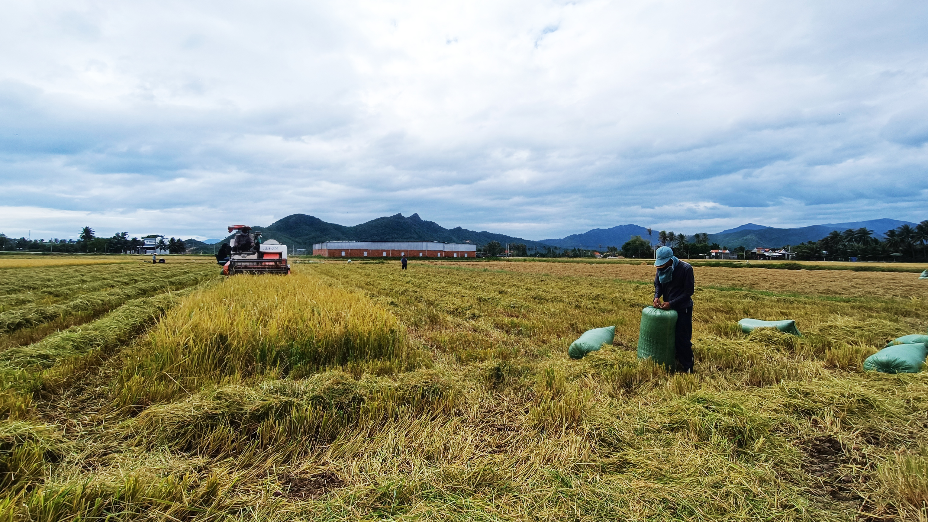 Vạn Ninh: Nông dân thu hoạch khoảng 900ha lúa vụ mùa