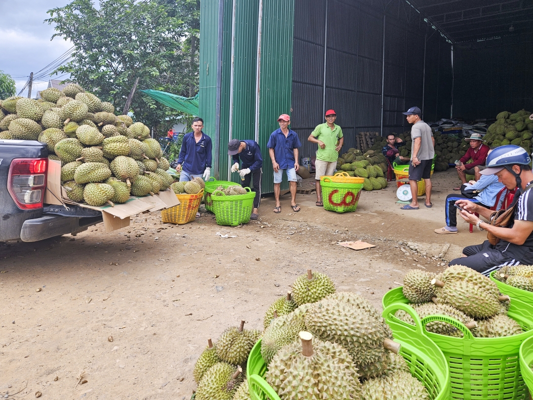 Harvesting durians in Khanh Sơn District, Khanh Hoa Province