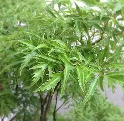 Phát hiện thêm nhiều tiềm năng chữa bệnh của cây đinh lăng