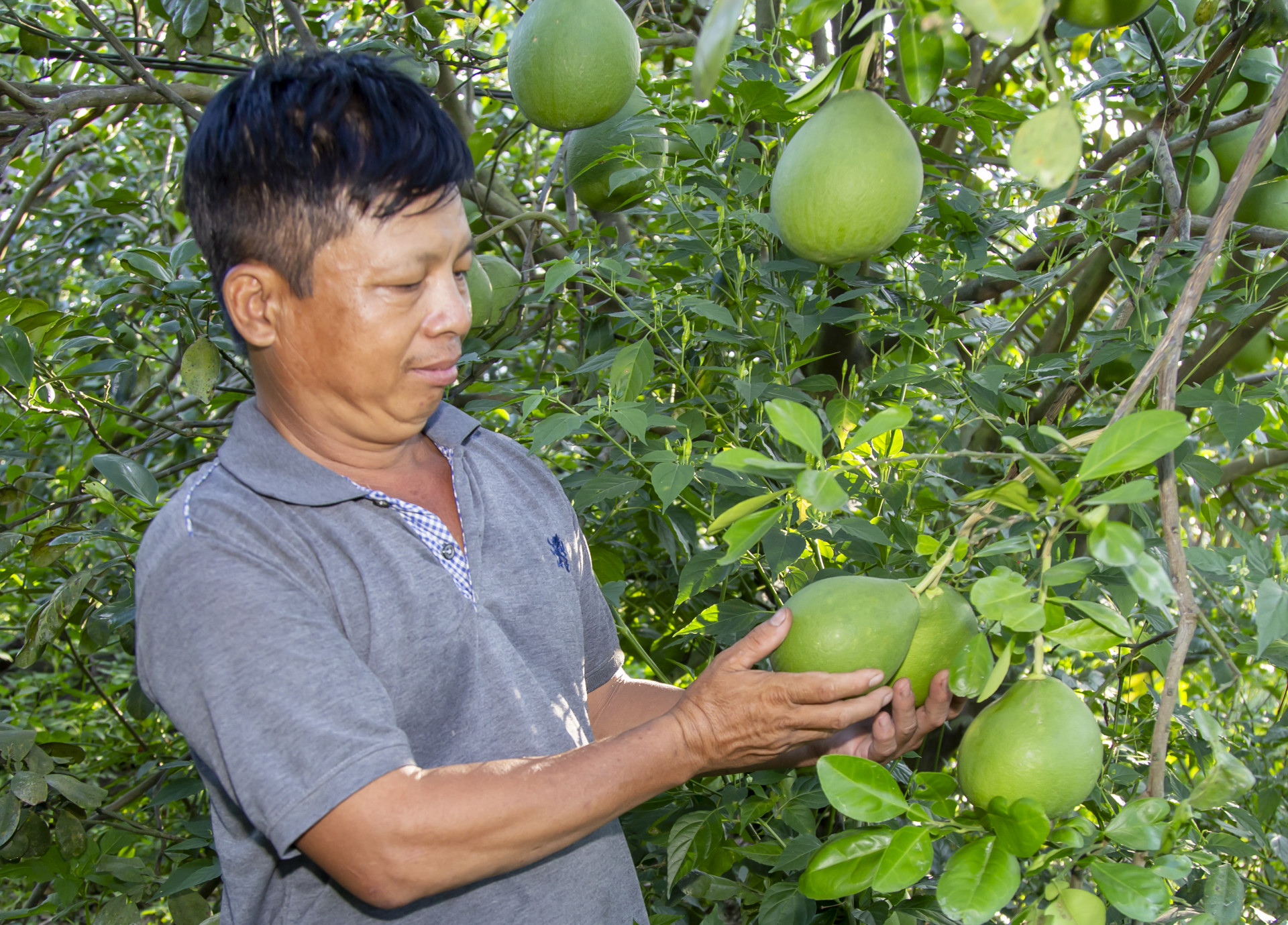 Ông Đoàn Văn Hưởng chăm sóc bưởi Tết