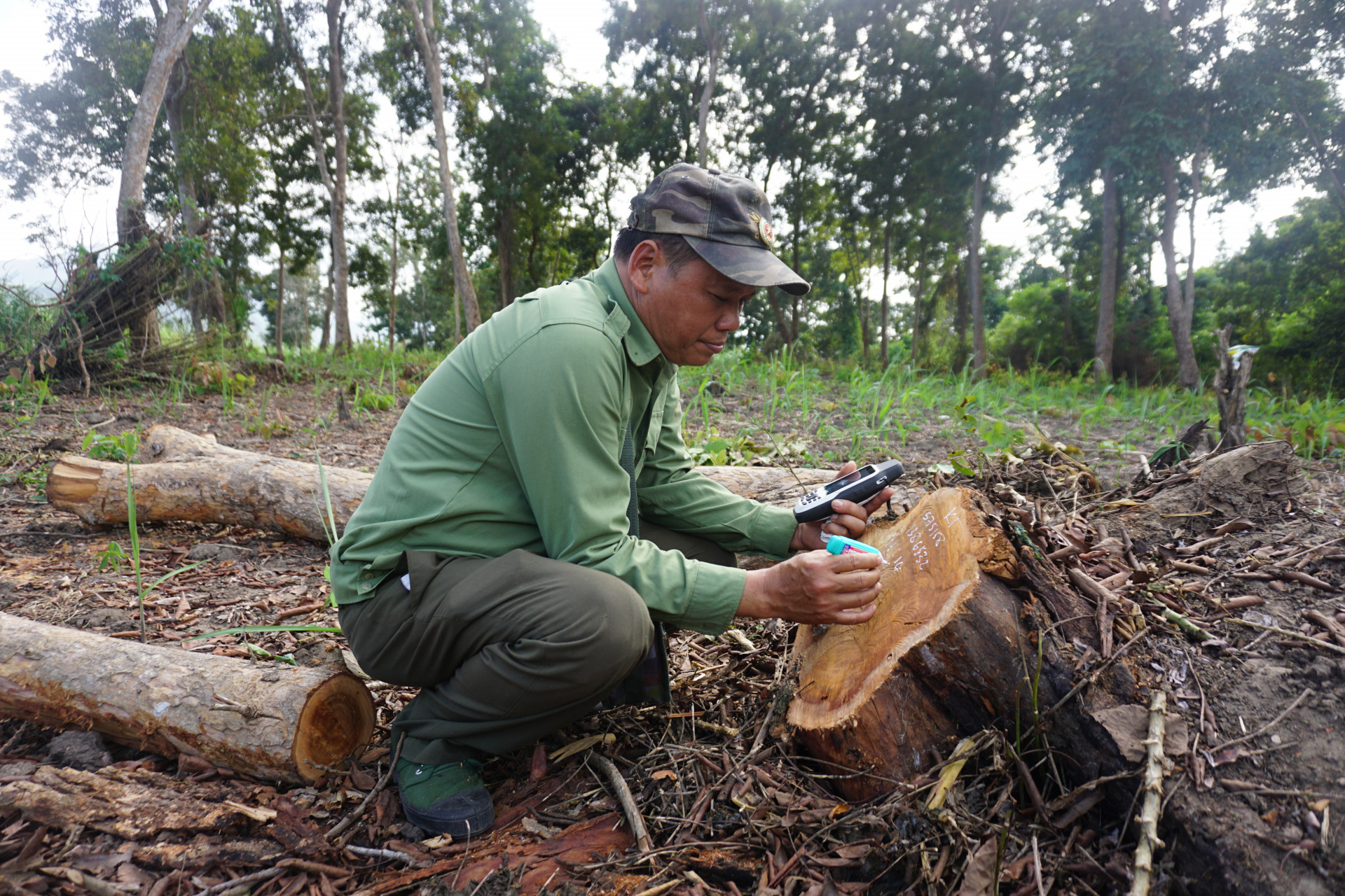 Một nhân viên bảo vệ rừng của Trạm Bảo vệ rừng Ninh Tây đánh dấu vị trí 1 gốc cây căm xe bị người dân cưa hạ
