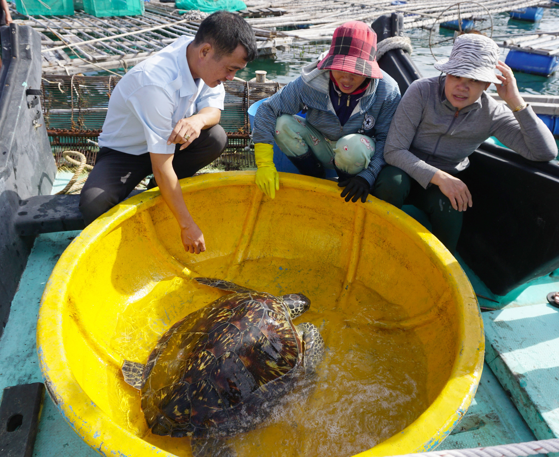 Cá thể đồi mồi dứa này nặng khoảng 25kg