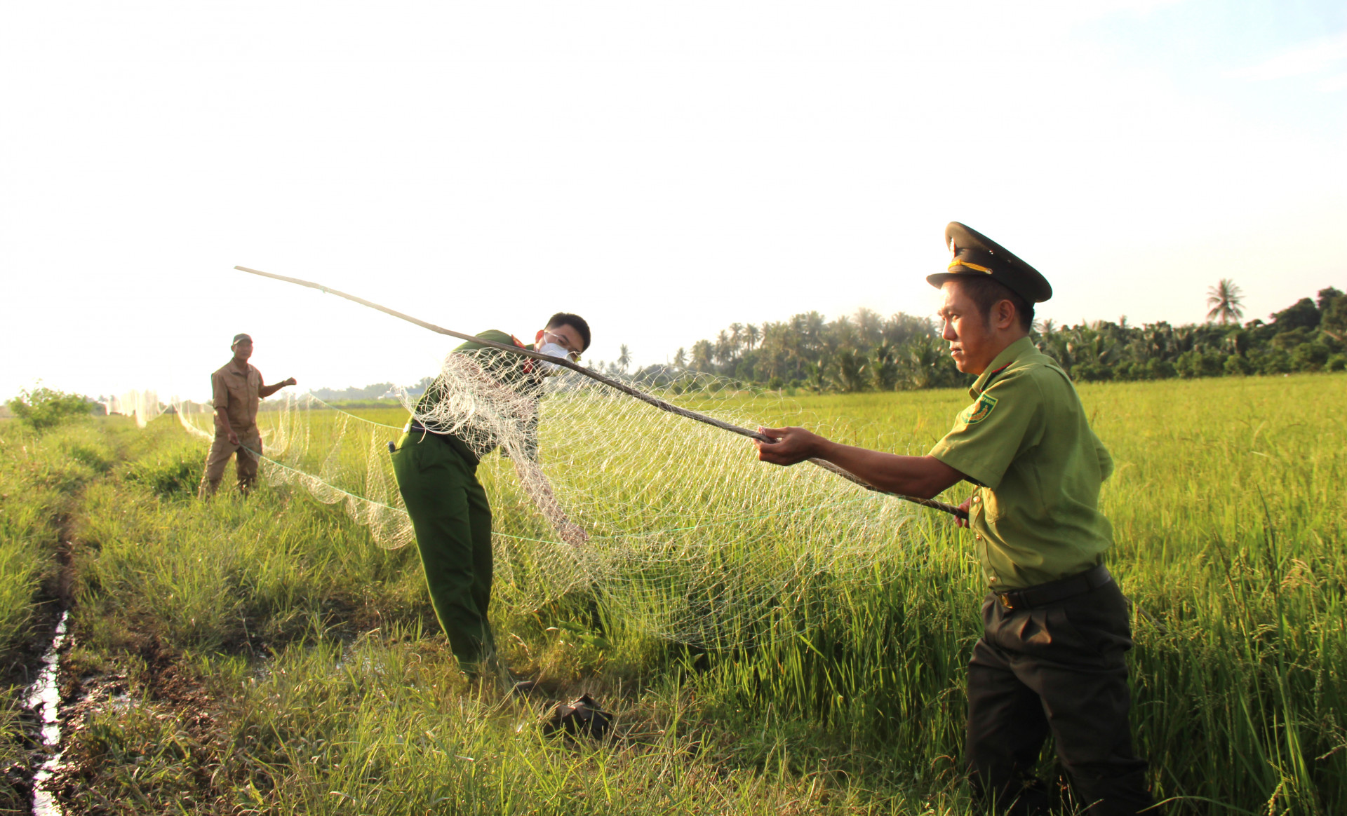 Lực lượng chức năng thu gỡ lưới, các đối tượng sử dụng để bắt chim trời tại huyện Cam Lâm