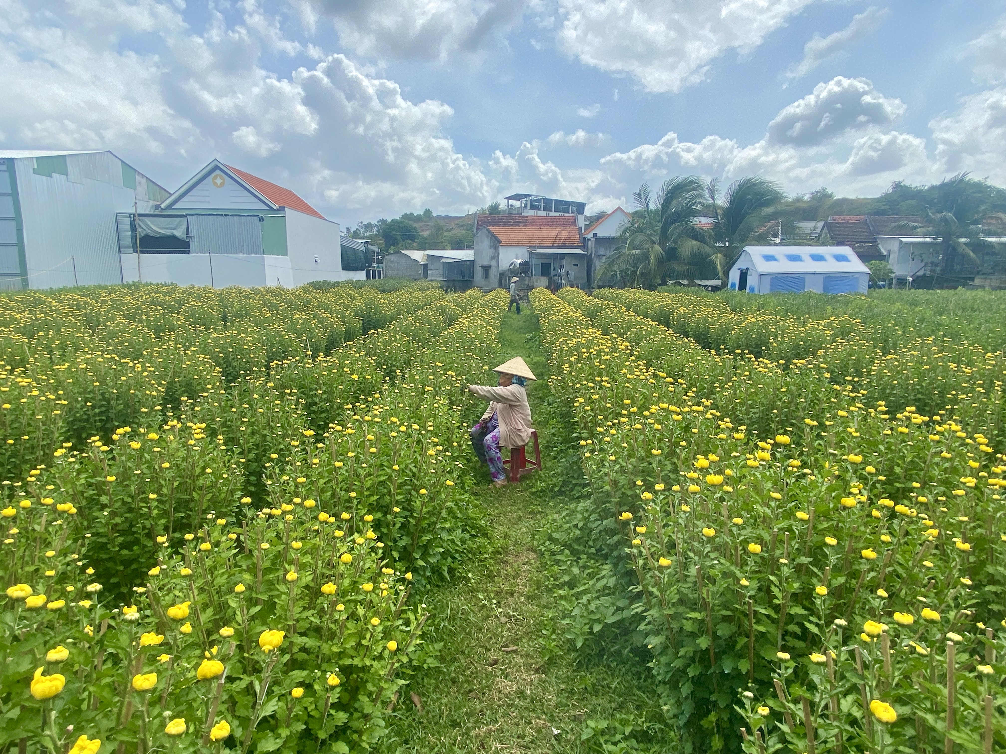 Hoa cúc Tết Ninh Giang khoe sắc