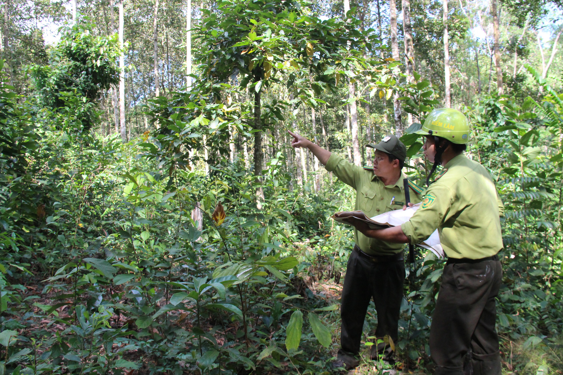 Lực lượng kiểm lâm Hòn Bà tuần tra rừng tại khu vực xã Suối Cát (Cam Lâm).