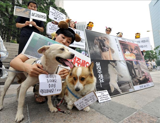 Hàn Quốc thông qua lệnh cấm tiêu thụ thịt chó