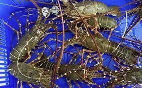 Tồn đọng hơn 500 tấn tôm hùm bông thương phẩm